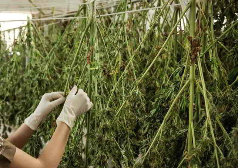 piante di cannabis appese per l'essiccazione