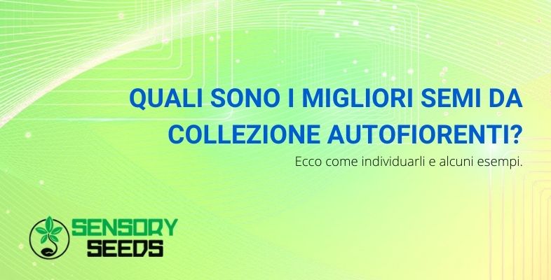 Quali sono i migliori semi da collezione autofiorenti