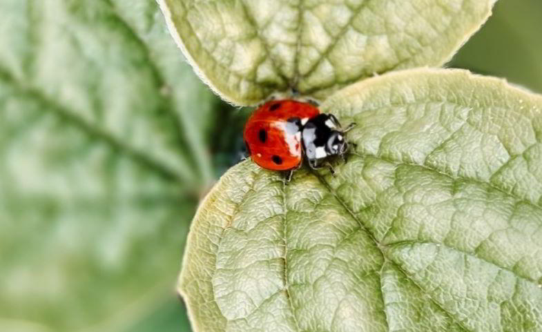 coccinella antagonista degli afidi