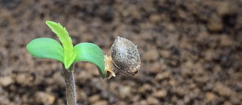 coltivazione dei semi Greenhouse