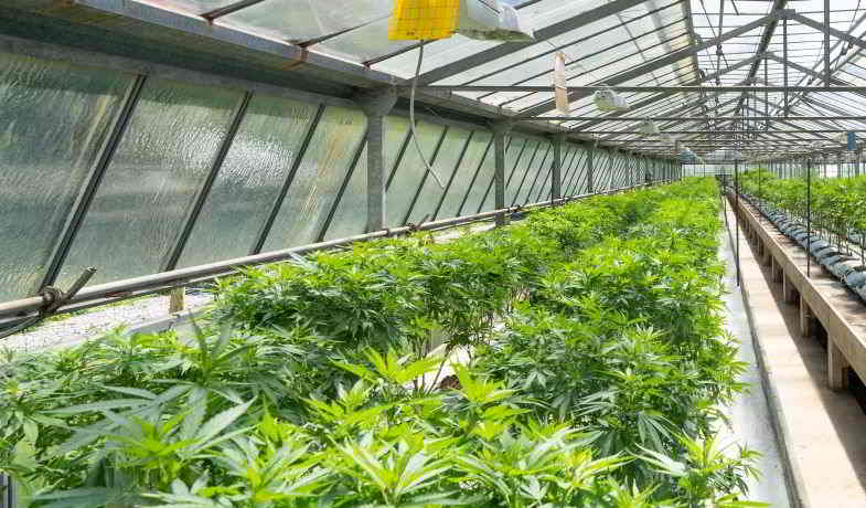 coltivazione greenhouse della cannabis