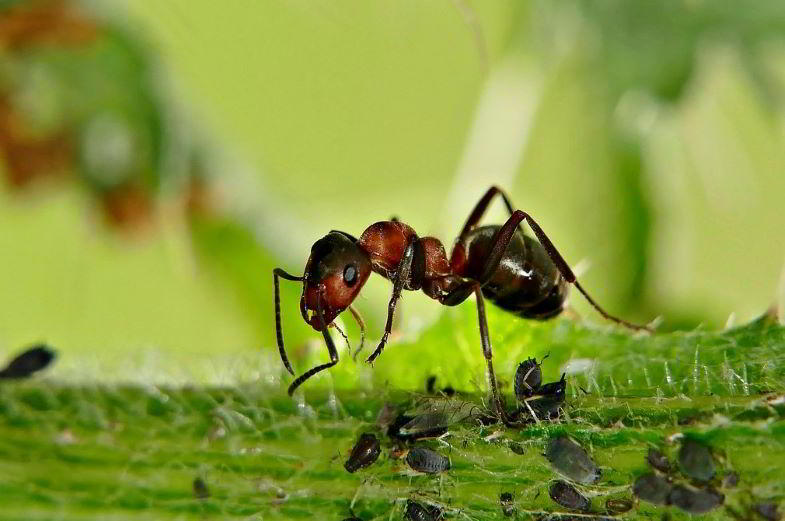 formica e afidi su una pianta