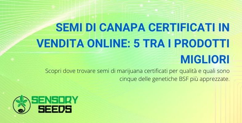 semi di canapa certificati in vendita