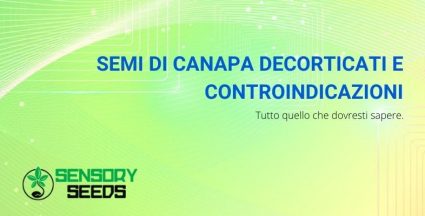 semi di canapa decorticati e controindicazioni