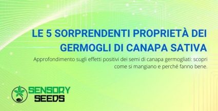 5 proprietà dei germogli di canapa sativa