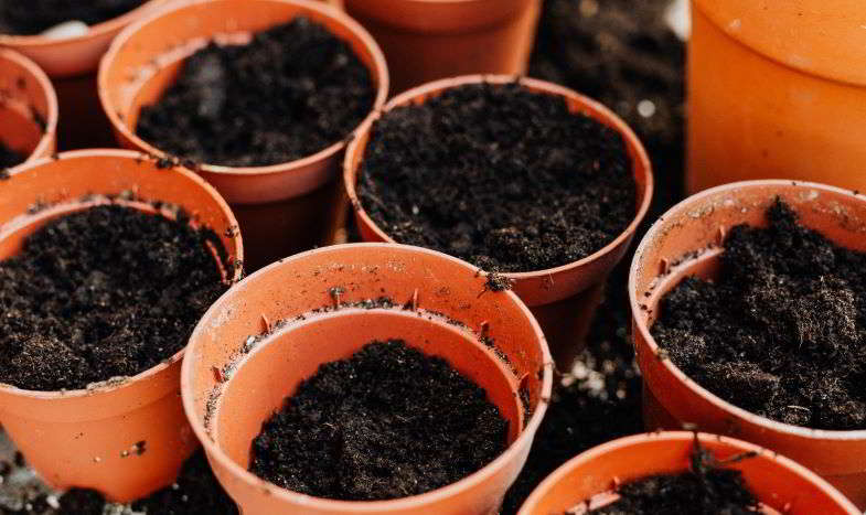 vasi da sistemare al buio per la germinazione dei semi