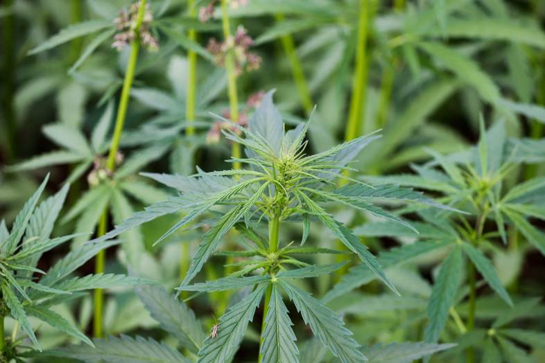 Canapa sativa legale coltivata a scopo industriale