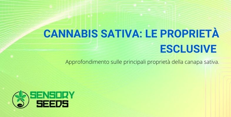 cannabis sativa: proprietà