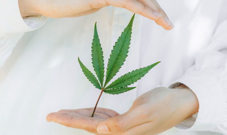 foglia di canapa sativa