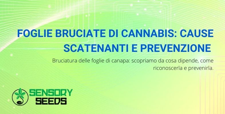 foglie bruciate cannabis
