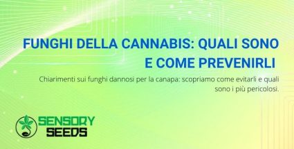 funghi della cannabis