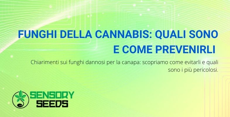 funghi della cannabis