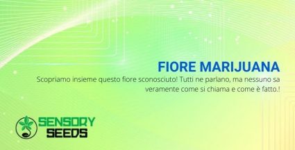 Com'è fatto e come si chiama il fiore di marijuana?