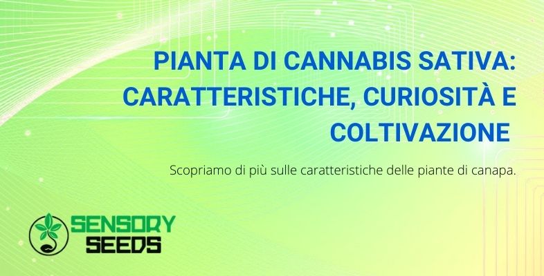 pianta di cannabis sativa