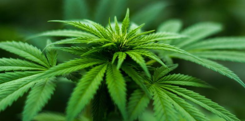 pianta madre cannabis