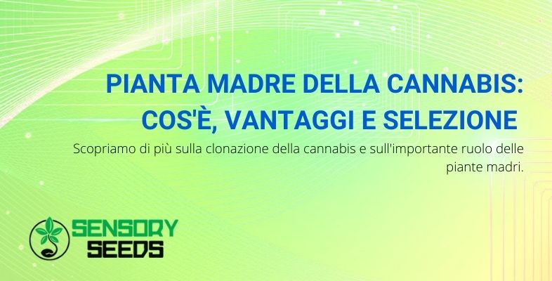 pianta madre della cannabis