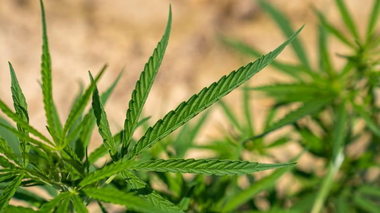piante di canapa sativa