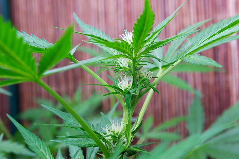 Pistilli del fiore della pianta di cannabis