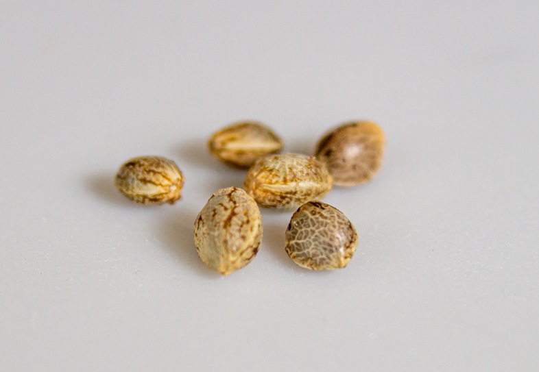Semi di marijuana con bassi livelli di THC
