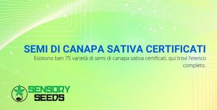 Ecco l'elenco completo dei semi di canapa sativa certificati