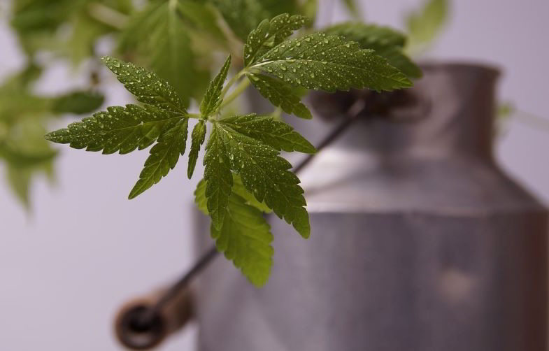 talea di canapa in un vaso