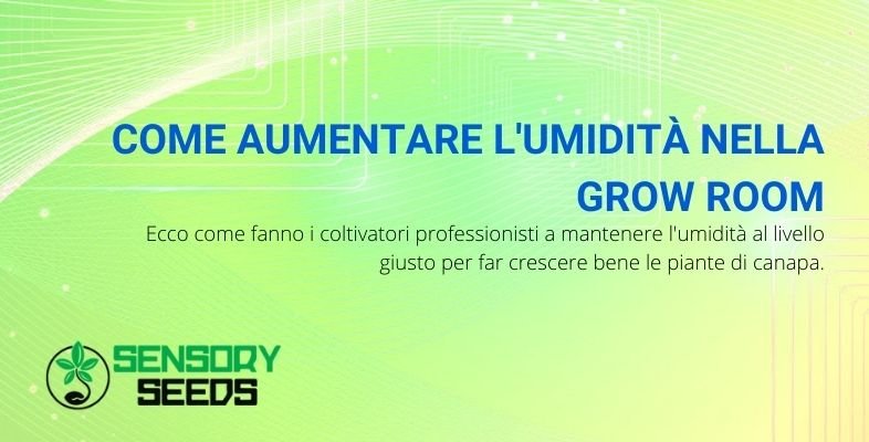 Ecco come far aumentare l'umidità nella grow room