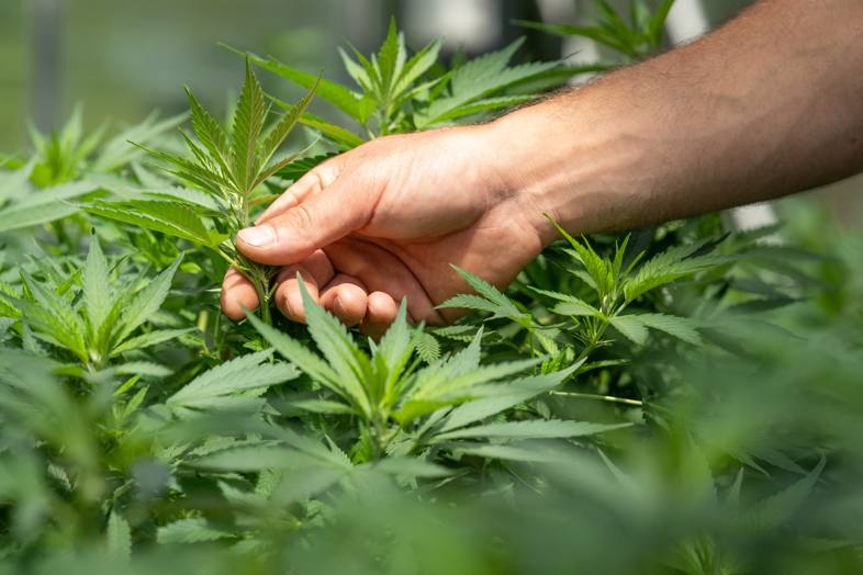 Coltivatore che controlla lo stato delle foglie di cannabis