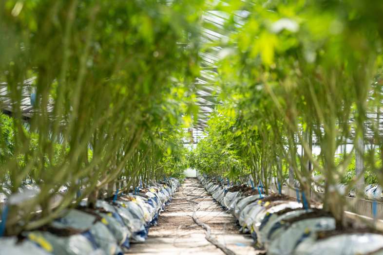 Coltivazione di cannabis con impianto d'irrigazione a goccia