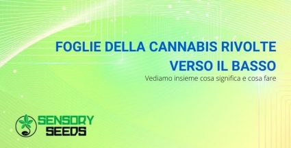 Ecco cosa significa quando le foglie della cannabis sono rivolte verso il basso.