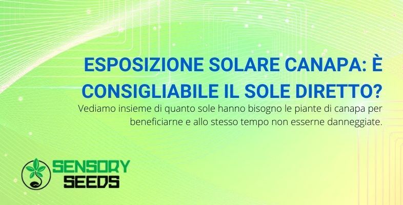 Qual è la giusta esposizione solare per le piante di canapa per non esserne danneggiate?