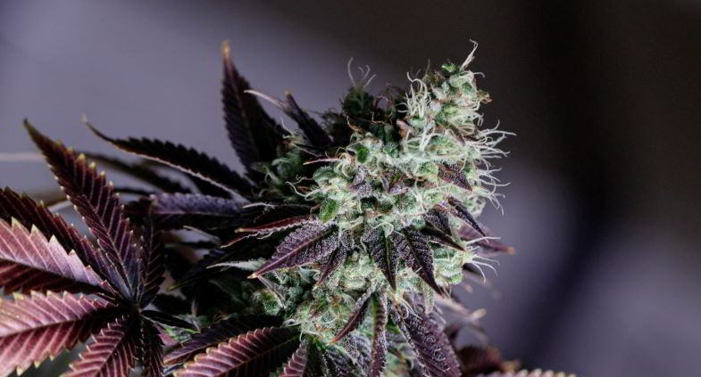 cima di cannabis