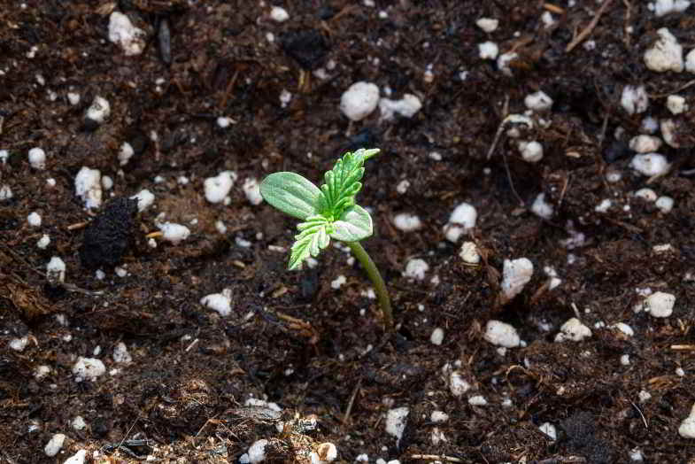 germoglio di cannabis autofiorente nel substrato perfetto