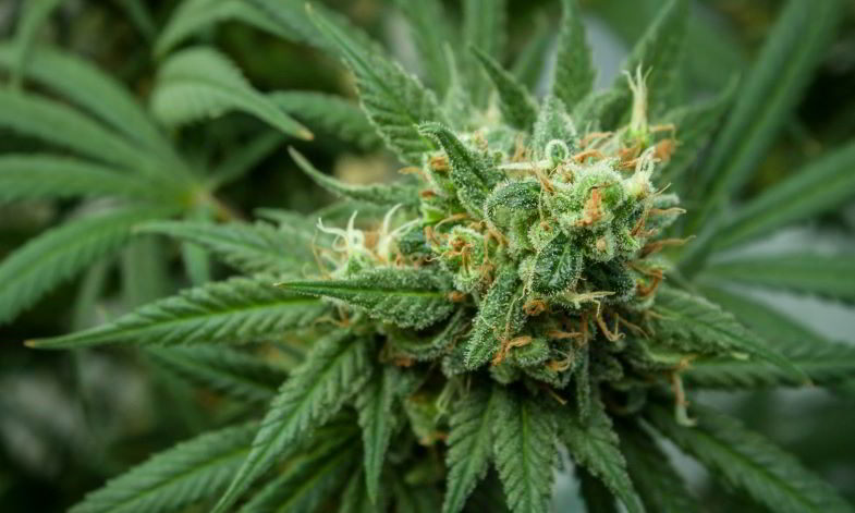 infiorescenza di cannabis