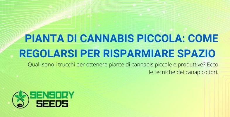 pianta di cannabis piccola