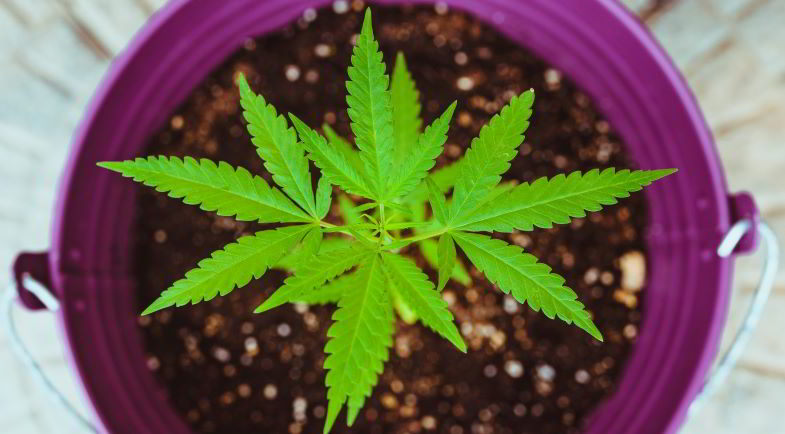 piccola pianta di cannabis in vaso