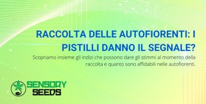 raccolta delle autofiorenti e pistilli