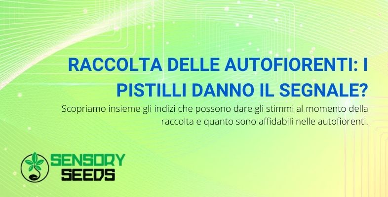 raccolta delle autofiorenti e pistilli