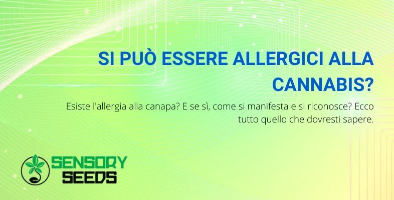 si può essere allergici alla cannabis