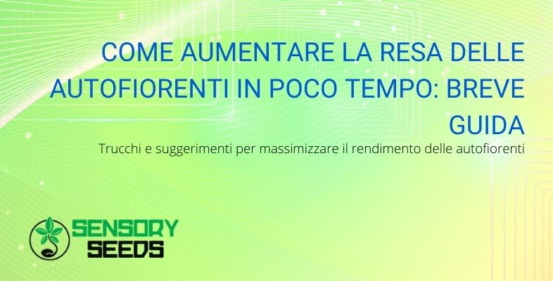 Come massimizzare la resa delle autofiorenti