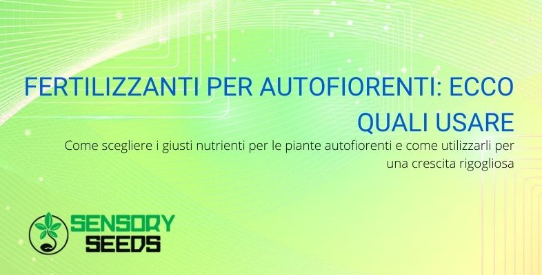 Quali fertilizzanti scegliere per le autofiorenti