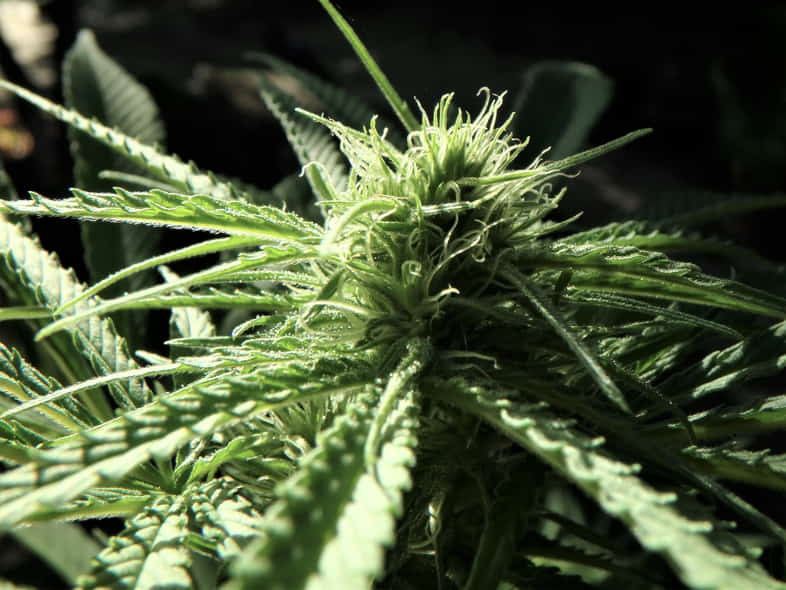 Pianta di cannabis da seme autofiorente