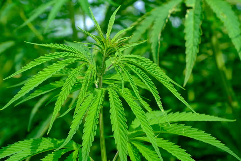 Pianta di cannabis sativa