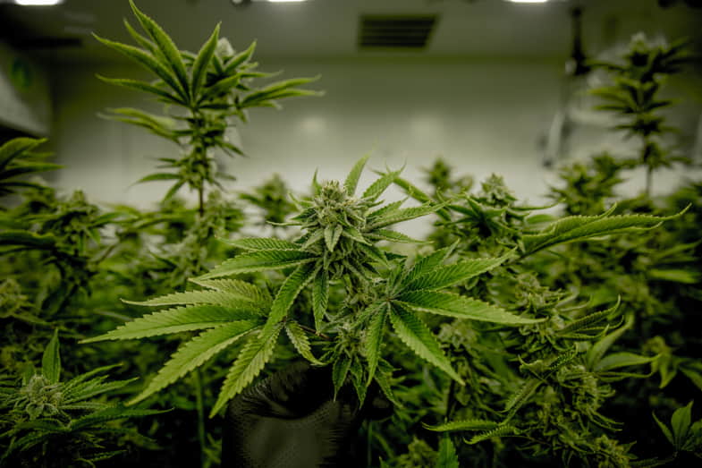 Coltivazione di cannabis