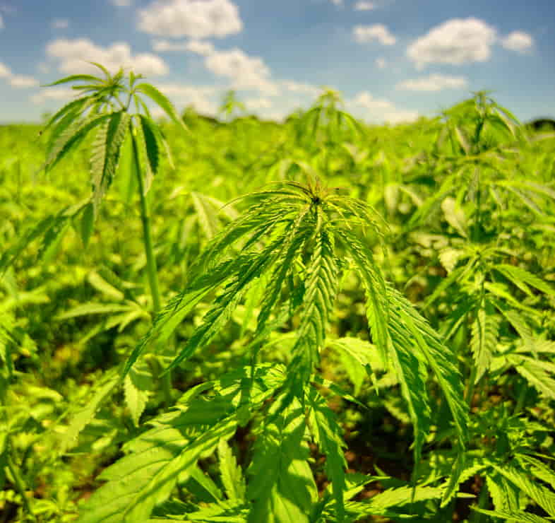 Coltivazione di cannabis