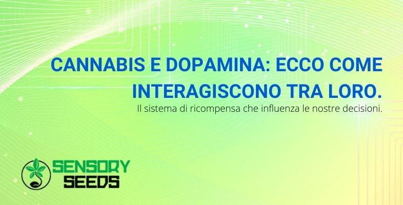 Come interagiscono cannabis e dopamina?