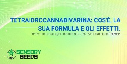 La tetraidrocannabivarina che cos'è e quali sono i suoi effetti?