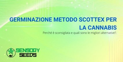 Il metodo scottex per far germinare la cannabis