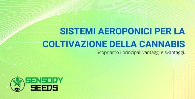 I vantaggi e svantaggi del sistema aeroponico per coltivare la cannabis