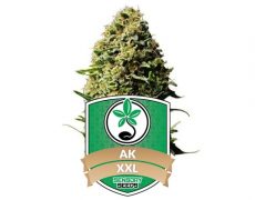semi-di-cannabis-autofiorenti-AK47