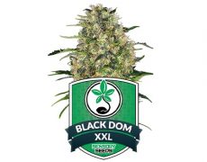 semi-di-cannabis-autofiorenti-black-dom-xxl